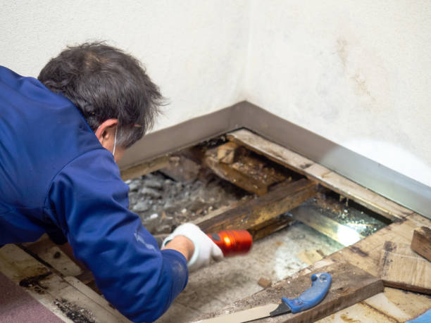 Best Kitchen Mold Remediation in Ava, MO