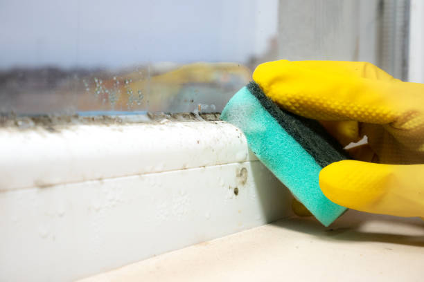 Best Post-Flood Mold Remediation in Ava, MO