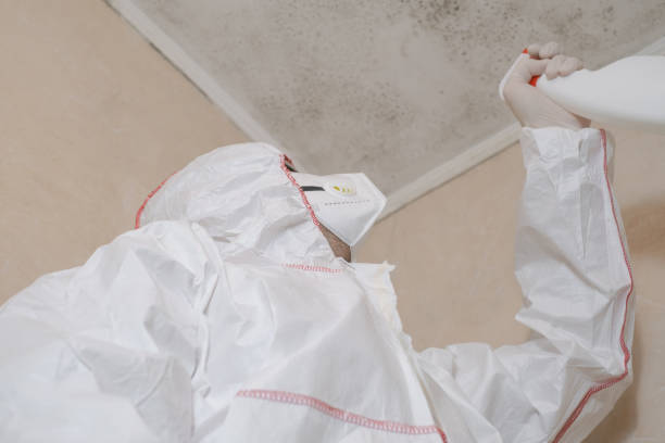 Best Health and Safety Mold Remediation in Ava, MO