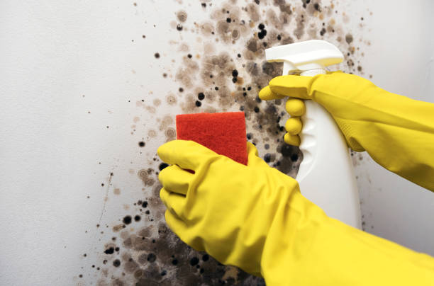 Best Industrial Mold Remediation in Ava, MO
