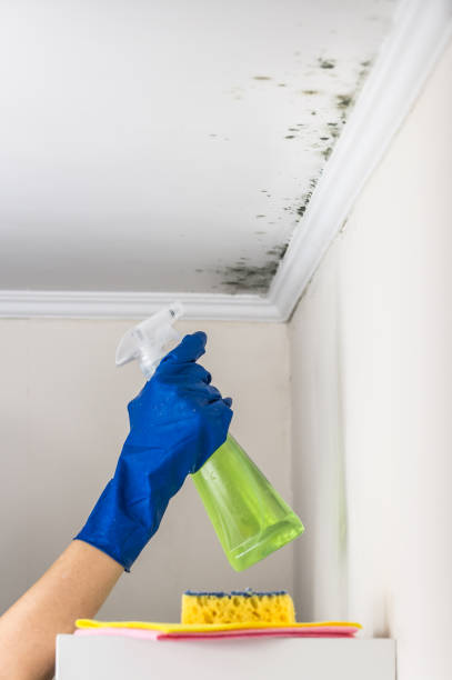 Best Black Mold Remediation in Ava, MO